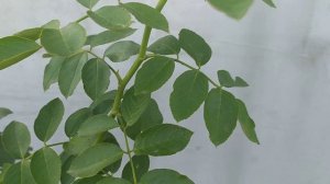 Роза Пале Рояль. УБИТЬ нельзя ПОМИЛОВАТЬ...кто виноват, или что делать?! #розы #розаПалеРояль