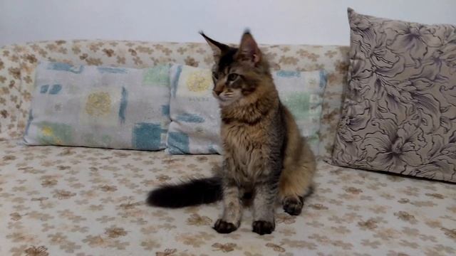 Джекпот, котёнок мейн кун, чёрный тикированный смотреть онлайн