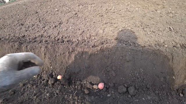 ПОСАДКА КАРТОФЕЛЯ МОТОБЛОКОМ.ВСЕ ПРОСТО И БЫСТРО. смотреть онлайн