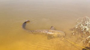 Поймал огромного сома монстра на реке Хопер, поклевка сома на живца рыбалка на сома в августе