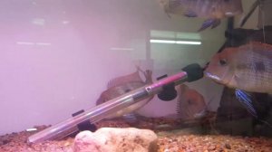 Взрослые самцы Геофагусов