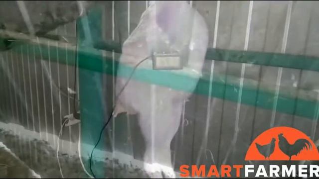 Перосъёмная машина HW-60. Ощип бройлера смотреть онлайн