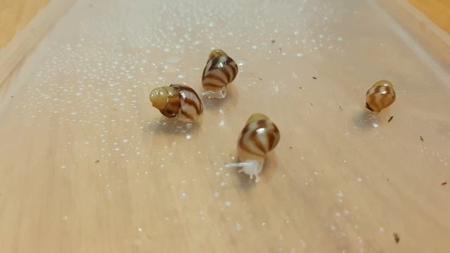 УЛИТЯТА АХАТИНЫ??УХОД?КОРМЛЕНИЕ? смотреть онлайн