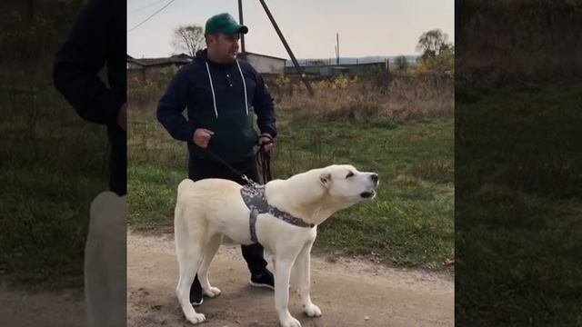 Поведение алабая с хозяином. Прогулка. Сила. смотреть онлайн