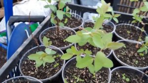 Рзмножение жимолости одревесневшими черенками. Результат 25% укоренения.