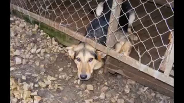 Мы в ответе за тех,кого приручили