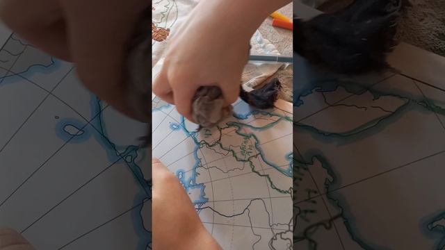 Ламинированные карты России смотреть онлайн