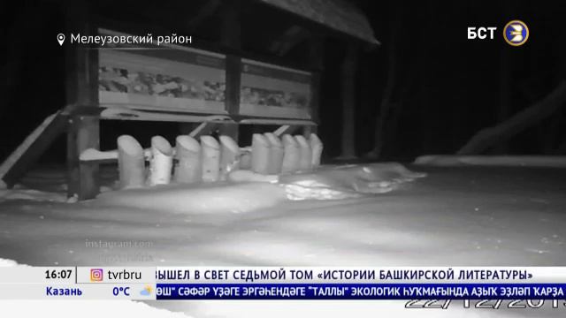 В Башкирии в фотоловушку попала дикая куница смотреть онлайн