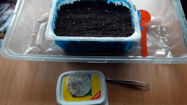 Санберри,посев на рассаду. смотреть онлайн