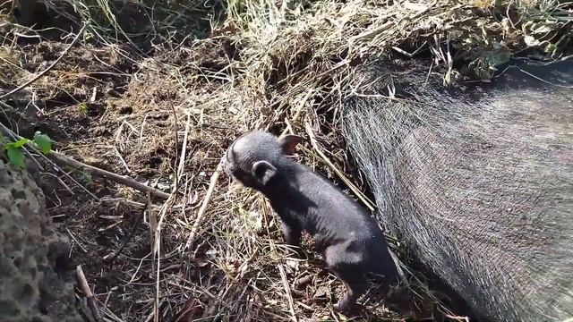10 негритят. Пополнение у свиней. смотреть онлайн