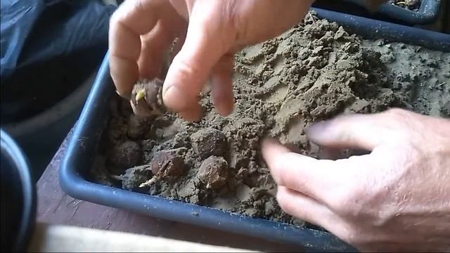 Проращивание плодов ореха в песке. Результаты смотреть онлайн