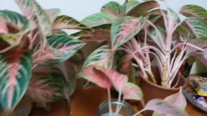 Размножение Аглаонемы Баттерфляй