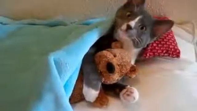 Кот бегемот смотреть онлайн