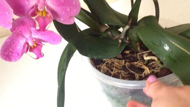 НАДО ЛИ ОТДЕЛЯТЬ ДЕТКУ ОРХИДЕИ ОТ СТВОЛА? смотреть онлайн