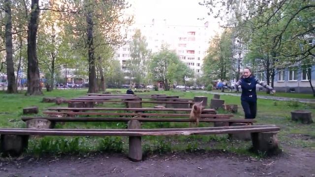 Очень активный и легкообучаемый Рэкс ищет дом! смотреть онлайн