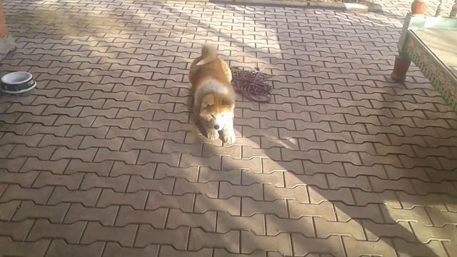 Акита 4 мес. смотреть онлайн