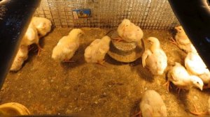 Чем кормить цыплят бройлеров в домашних условиях?