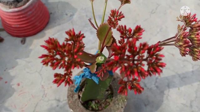 1543 -Have you ever grafted Kalanchoe on Dragon Fruit / Dragon Fruit pr kabhi kalanchoe ko graft ki смотреть онлайн