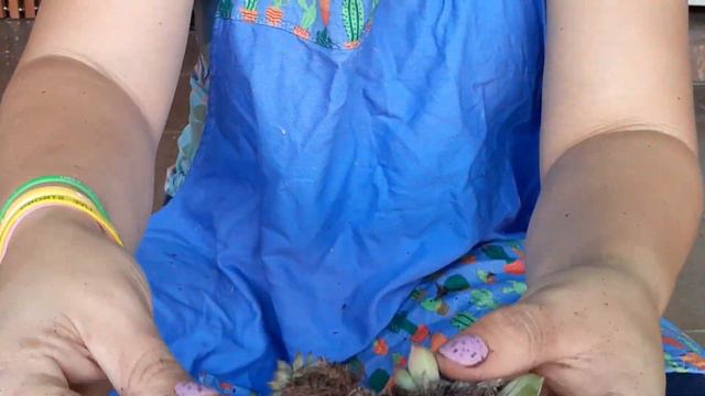 #Manutenção pós anos sem replantar #suculentas смотреть онлайн