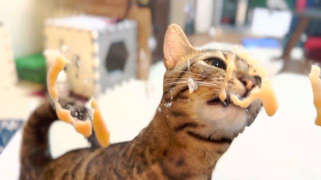 Cat Made Funny Face With Tongue out!? Churu On Invisible Board【Genetta = Munchkin / Bengal】 смотреть онлайн