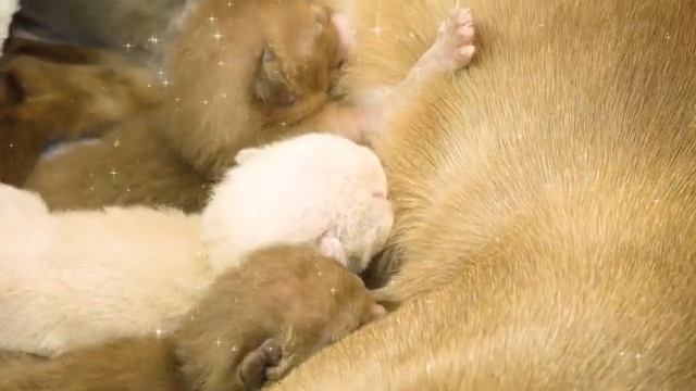 Новорожденные котята 2021 - милые и нежные котята?? смотреть онлайн