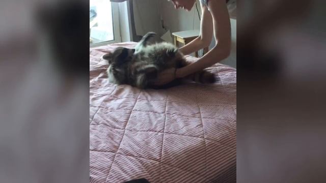Blind Girl Plays With Cat смотреть онлайн