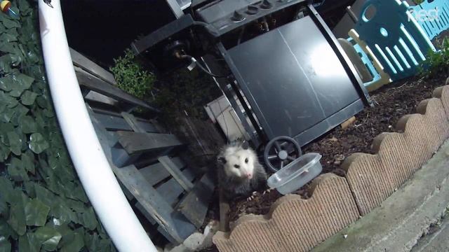 Virginia Opossum (Didelphis Virginiana)