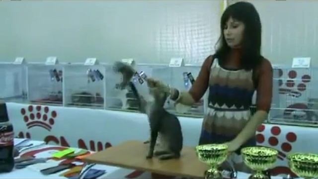 Украинский левкой - Все о Породе смотреть онлайн