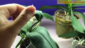 Что делать если из ТОЧКИ РОСТА вырос ЦВЕТОНОС! ВЫБРОСИТЬ или ОСТАВИТЬ такую орхидею?