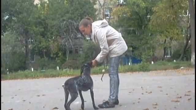 Дрессировка щенка курцхаара смотреть онлайн