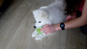 Обучение командам щенка самоеда 2,5мес, питомник Из Белоснежной Стаи. Дрессировка. Методика обучени