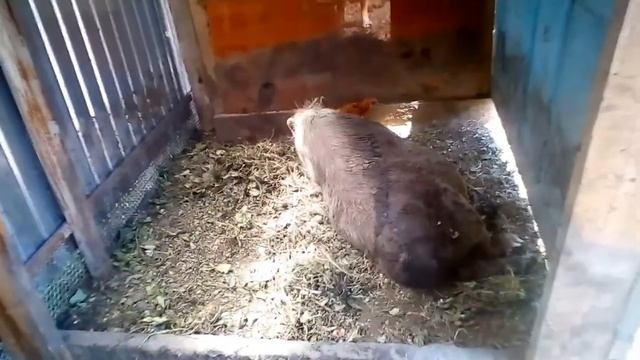 Гуси линда 50 дней смотреть онлайн