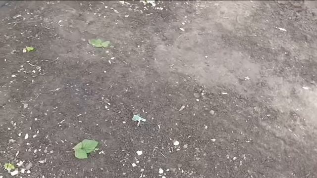 Почему у меня на участке нет сорняков смотреть онлайн