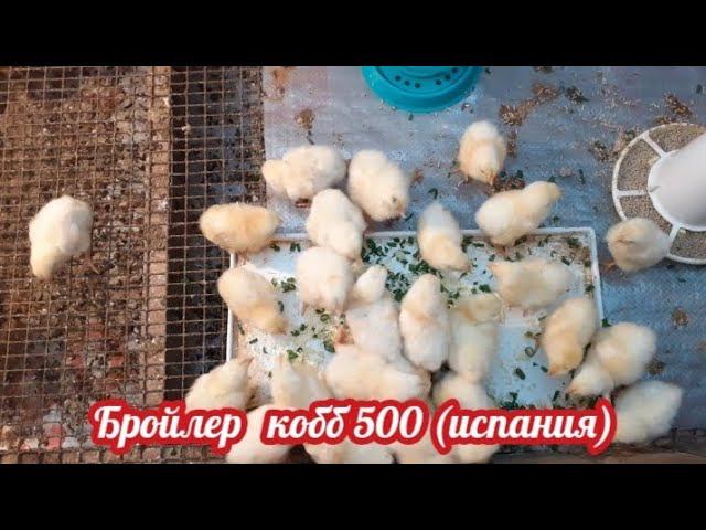 Бройлер кобб 500 (испания) и барковской борвистой ( попробуй отличи)..... смотреть онлайн
