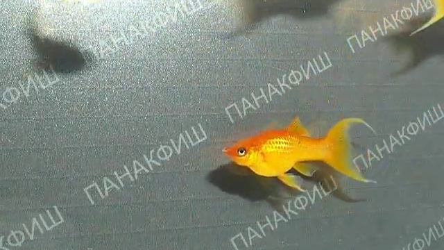 Молли красный лира смотреть онлайн