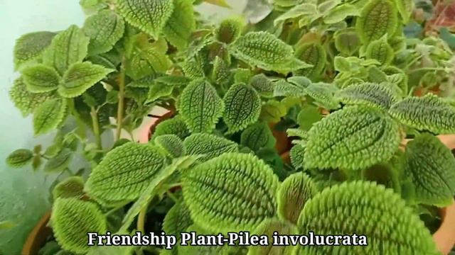 Friendship Plant/Pilea Involucrata/Mooligai Manithan
