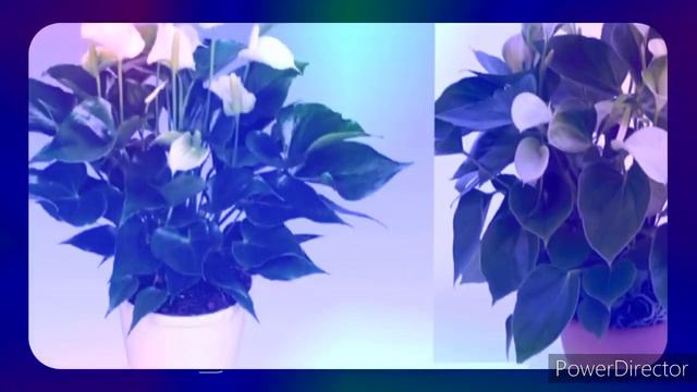 Anthurium Price In Sri Lanka|කවුරුත් හොයන අලුත්ම බැන්කොක් ඇන්තූරියම් මිල ගණන්|Anthuriyam Wagawa