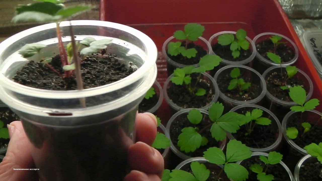 ОБЗОР СЕЯНЦЕВ КРУПНОПЛОДНОЙ САДОВОЙ ЗЕМЛЯНИКИ, БЕГОНИИ, КАЛЬЦЕОЛЯРИИ смотреть онлайн