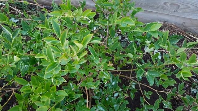 Клубника Лия сахарная..первая ягодка...голубика в моем саду. смотреть онлайн