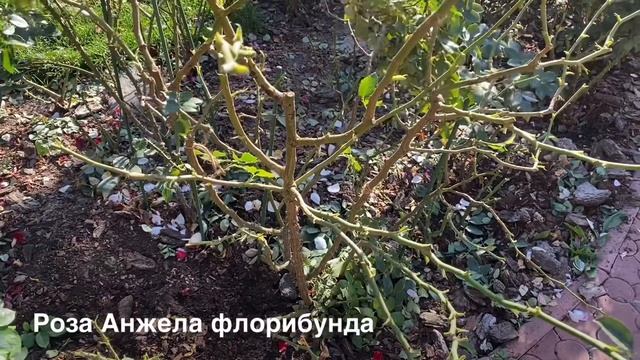 ОБРЕЗКА РОЗ ФЛОРИБУНДА. КАК ОБРЕЗАТЬ РОЗУ ФЛОРИБУНДУ? смотреть онлайн