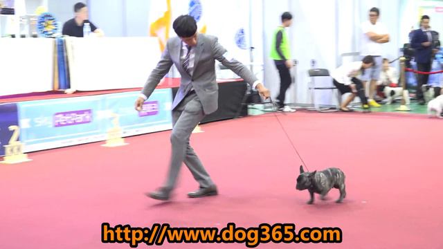 2016.06.18 KKF DOG SHOW - French bulldog смотреть онлайн