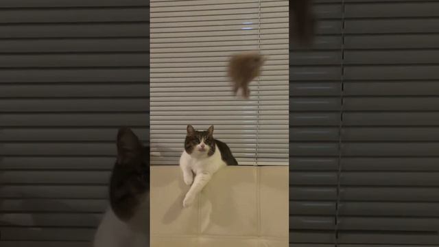 Коша #кошка #мышка #игра #кот смотреть онлайн