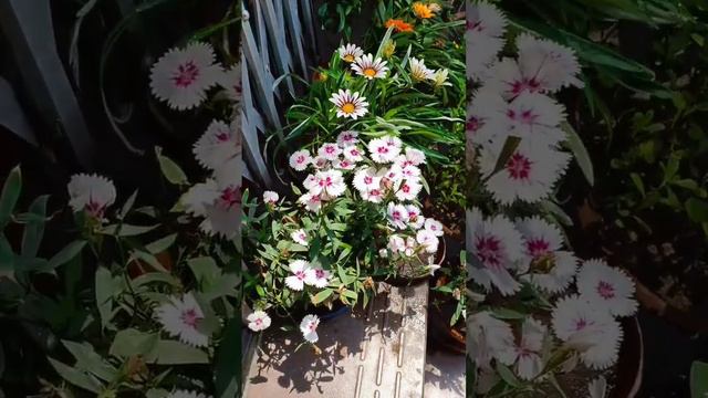 yellow chrisanthemum #flowers#nature # смотреть онлайн