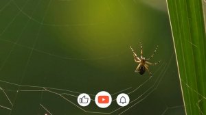 Как Паук плетет паутину и ест. Страшное зрелище (4K UHD)