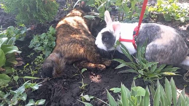 Давай поиграем смотреть онлайн