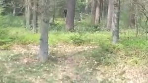 СТРАШНЫЕ и ЖУТКИЕ СУЩЕСТВА заснятые в лесу