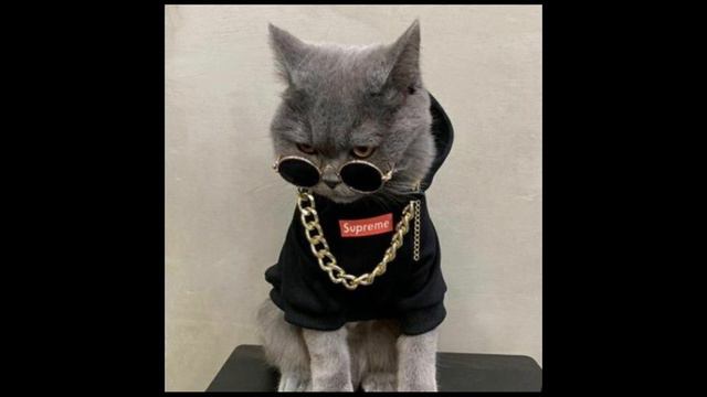 PAK PONG VONG REMIX TIKTOK 🎵