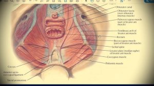 Анатомия с АВ. Промежность (perineum).