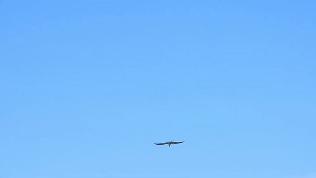 №2243 30 05 2022 Птицы на реке смотреть онлайн