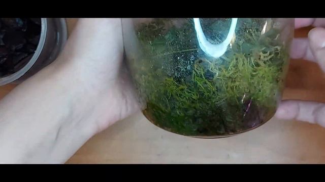Эквестрисная бедося (декабрь) смотреть онлайн